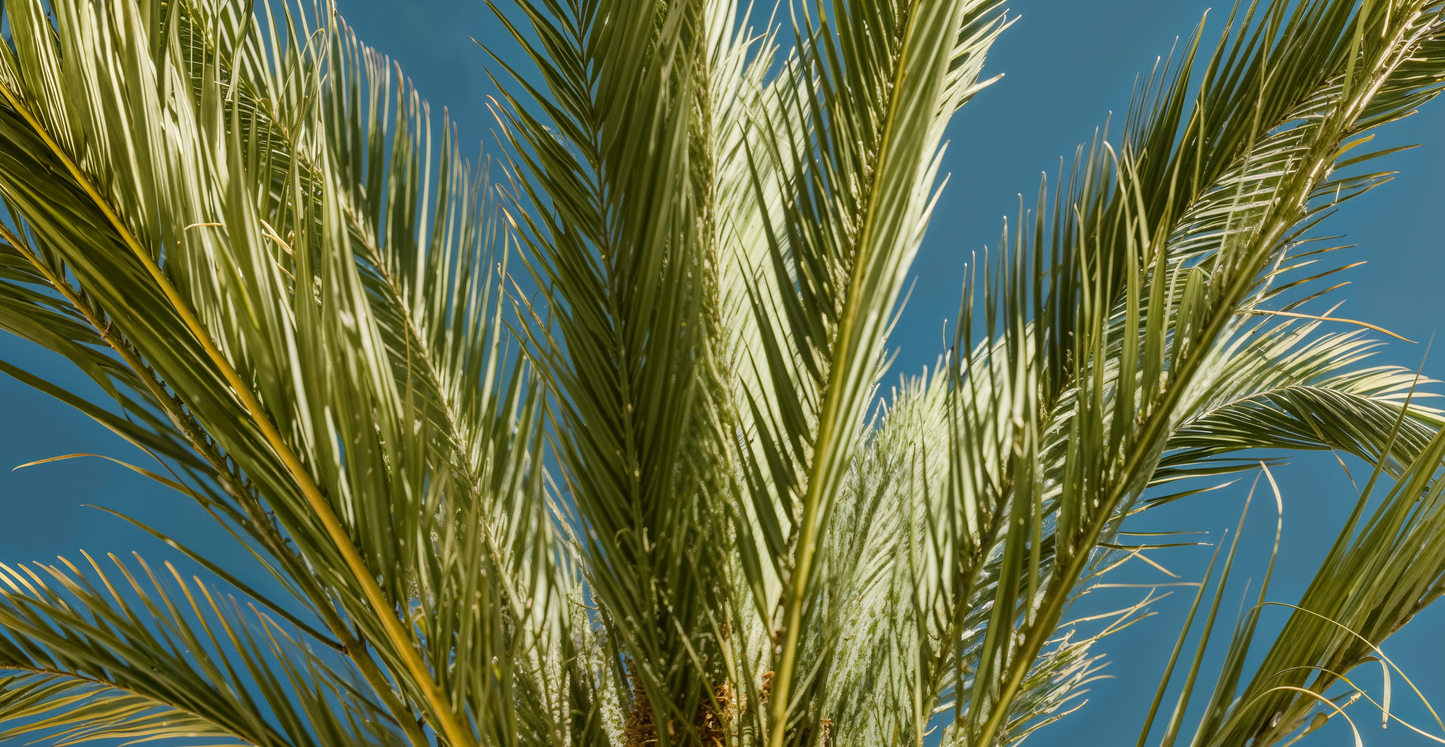 Ladies of the Devine